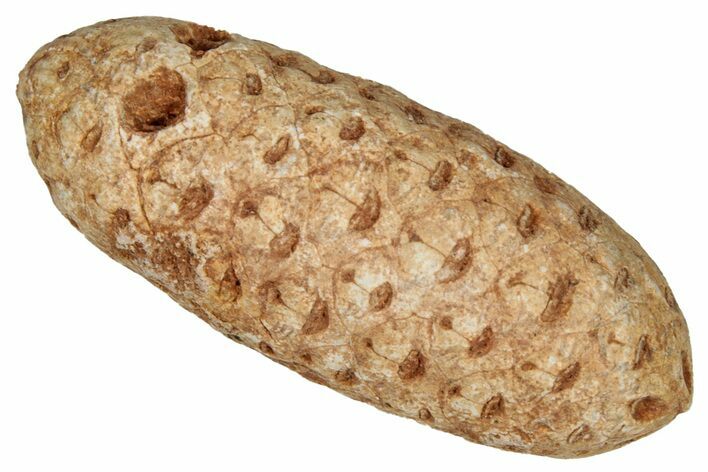 Fossil Cycadophyte Seed Cone - Boujdour, Morocco #349103